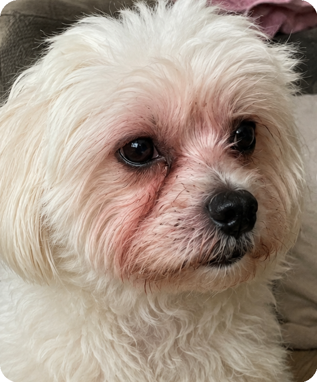 Cão antes do uso de GomaPet, com irritação visível ao redor dos olhos e do focinho