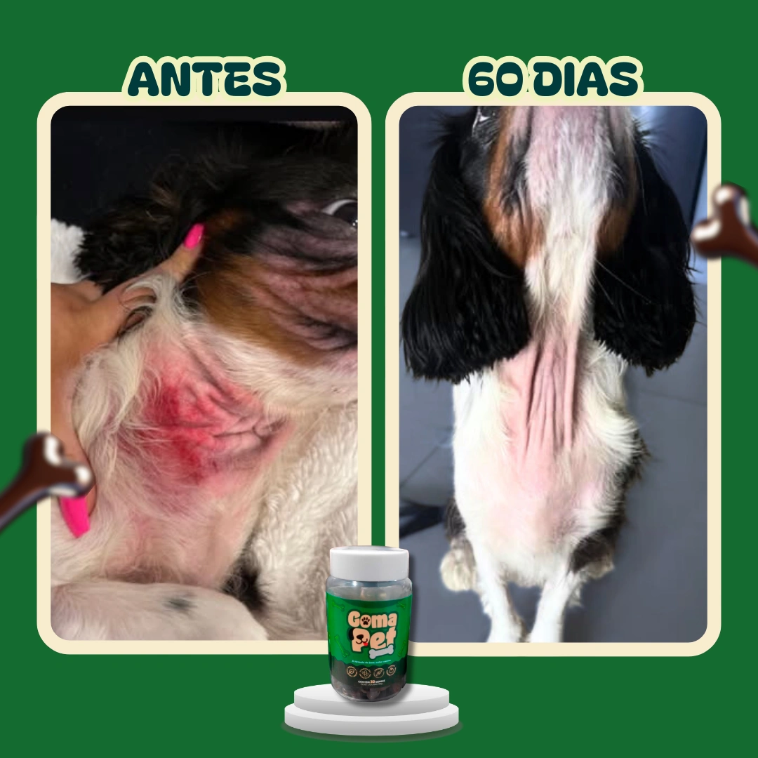 Antes e depois de 60 dias usando GomaPet — melhora visível na pele das costas do cão